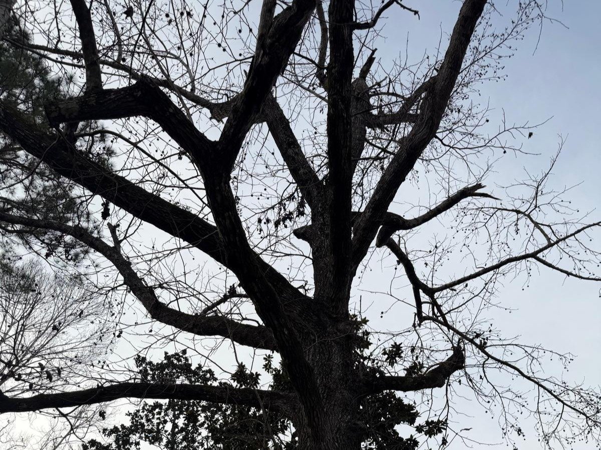 El Costeño Tree Service LLC